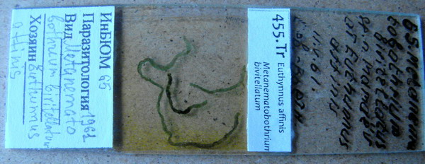 Collection item 455.Tr