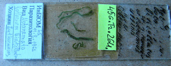 Collection item 456.Tr