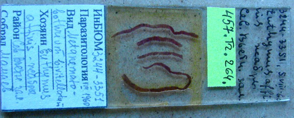 Collection item 457.Tr