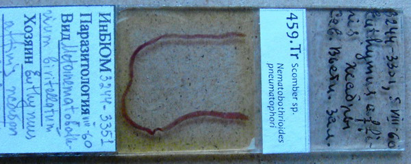 Collection item 459.Tr