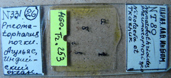 Collection item 460.Tr