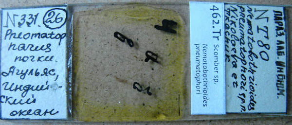 Collection item 462.Tr