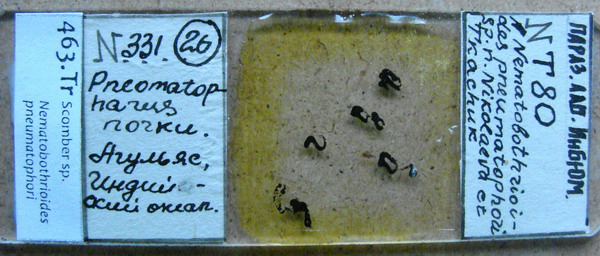 Collection item 463.Tr