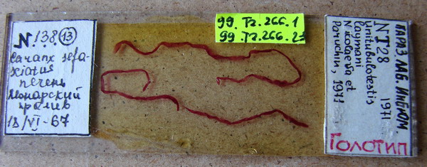 Collection item 99.Tr